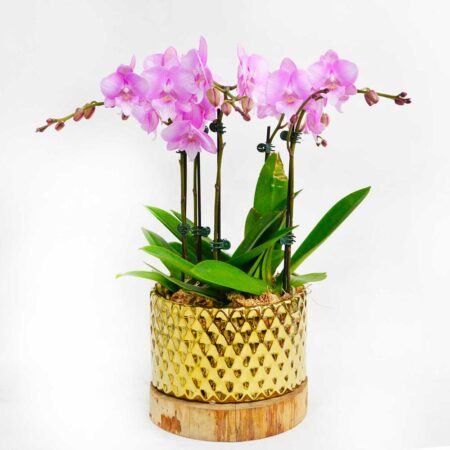 Phalaenopsis Orchid Plant Duo